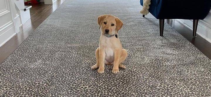 dog on rug in foyer